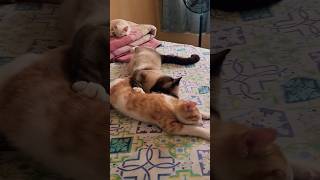 Father and son sleeping together ❤️  #viral #cat #funnycatfight #catlover #dailyvlogs #cutefight