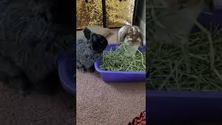 Ebony & Ivory Eating In Perfect Harmony (Bunnies share hay so cute)