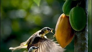 Birds eat fruit || How to get your Bird to eat Fruits || Beautiful Bird || Bird Trap Compilation