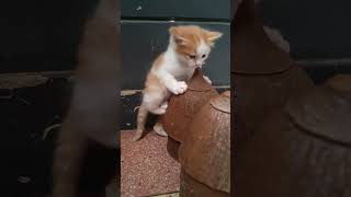 Most hilarious CATS that will make you LAUGH! Best CAT VIDEOS 2024