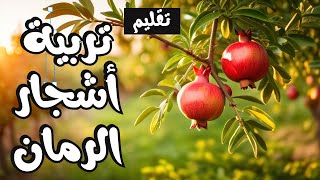 تقليم أشجار الرمان الصغيرة 🍎 إحذر تربية شجرة الرمان بشكل خطأ