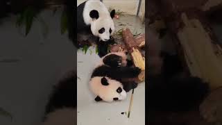 🐼 Панда Катюша - Маам, ну все равно купаться сбегу 🤣