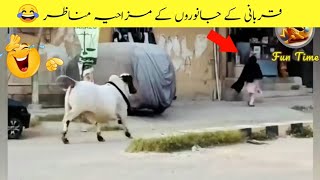 funny moments of Qurbani animals_funny qurbani animals_funny animals