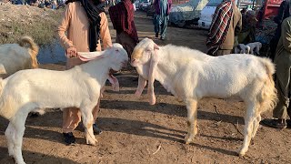 TANDO ADAM BAKRA MANDI LATEST UPDATE GULABI BREEDES PATREI KAMORI GOAT