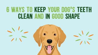 6 Ways To Keep Your Dog's Teeth Clean And In Good Shape