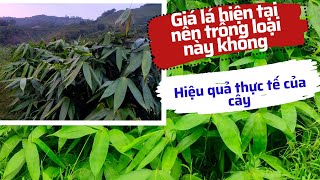 Cập Nhật giá lá giang xuất khẩu và kỹ thuật trồng Zalo 0967874901