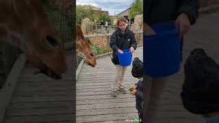 Giraffe Feeding