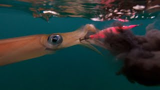 Local Squid Action Fishing Melbourne Victoria Port phillip Bay 🦑🦑