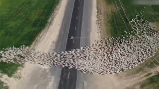 Flock of sheep crossing US highway