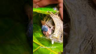 Spot a tailor bird chick @Home|#Shorts