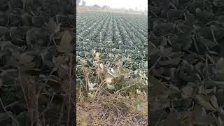 How to grow cabbage at home/farming of band gobi in pakistan/murad ali rehmani