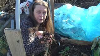 Harvesting Yacon after frost Nov 2016