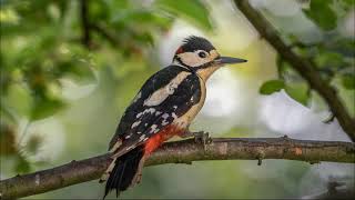 Garden Birds