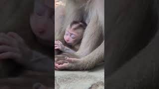 Funny clip of baby monkey got milk #shortsvideo