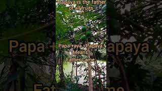 Father Of Fruits 🍏🍌🍍🍒🍐🥝🍇🍉🥧🫐||Funny Fact about 🥑🥑🥑papaya ||#shorts