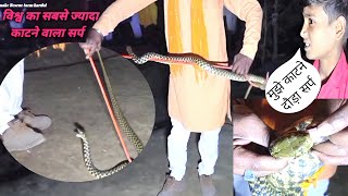 विश्व का सबसे ज़ोर काटने वाला सर्प 😱गुरुजी ने बहुत आसानी से किया रेस्क्यू!!#snakerescueteamindia