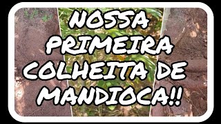 COLHEITA DA PRIMEIRA MANDIOCA PLANTADA NO NOSSO SÍTIO