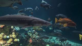 Relaxing Underwater Life in 4K |  SONY A6400