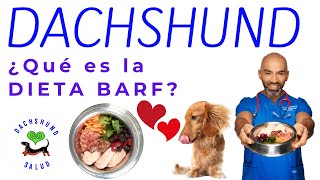 DACHSHUND- QUE ES LA DIETA BARF.