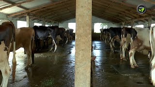 ಒಂದು ಹಸು ನಲವತ್ತಾದ ಕಥೆ - ಶ್ರಿ ಶರಣಪ್ಪ ಮೂಲಿಮನೆ | One cow become a  group of Heifers