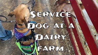 Service dog visits a Dairy Farm