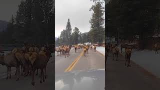 Elk Herd Taking Over the Road in Estes Park Colorado