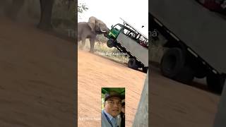 Ngồi xe xem voi hoang dã có an toàn #shortvideo #thưgiãn #animals