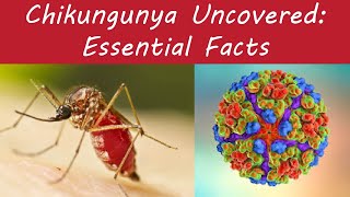 Chikungunya Uncovered: Essential Facts, Symptoms, and Pharmacist Tips | Chikungunya