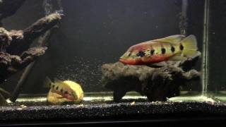 Hemichromis Fasciatus pair - Free Swimmers - update 02132017