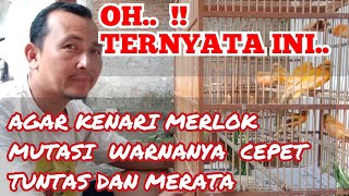 TRIK JITU AGAR KENARI MERLOK BISA CEPET AMBROL DAN GANTI BULU DENGAN SEMPURNA