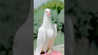 यह नुस्खा लगाकर देखो और रिजल्ट बताओ कॉमेंट में 👍 || Try this and comment your results #pigeon