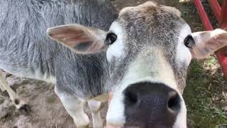 Wildlife Wonders at 1pm- Miniature Zebu Cow