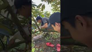 Cây sầu riêng này cao  quá  #durian   #durianfruit #fruitcutting #fruit #saurieng