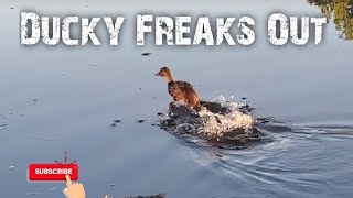 Mallard Duck Freaks Out