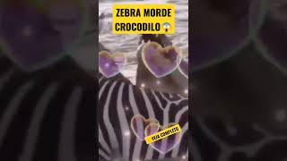 ZEBRA MORDE CROCODILO😱 #shorts #shortsvideo #shortsfeed