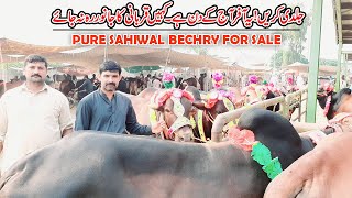 Pure Sahiwal Bechry For Sale In Sheikhupora Mandi || Cattle Mandi Pakistan ||  Eid Ul Azha 2021