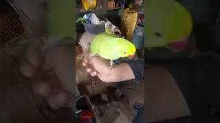 Ringneck parrot talking/parrot saying Allah ho/ #parrot #parrottalking #birds #talking #parrotlover