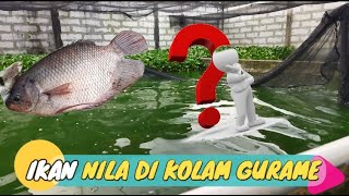 IKAN NILA DI KOLAM GURAME - CARA BUDIDAYA IKAN GURAME DI KOLAM BETON #ikan #budidaya #gurame