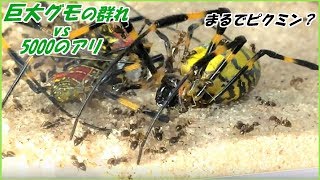 蟻戦争Ⅲ＃96 まるでピクミン？巨大グモの群れに突撃する5000匹のアリ!  編～5000 ants vs A lot of big spider～