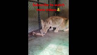 Lioness with her Cubs🔥❤️Licking to show love❤️ #subscribe #lion #natgeo #nationalpark #natgeowild