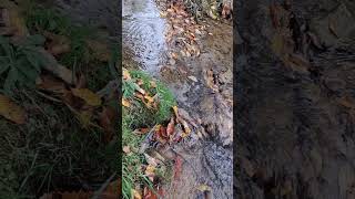 October Stream Flow 24 #hikingadventures #bewatermyfriend #bewater #sloweddown #slowed