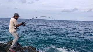 MANCING POPPING DI DESA LATUHALAT PULAU AMBON SAMBARAN BABON PUTUS