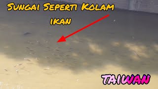 [Saking Banyak Ikan Di Sungai Terasa Seperti Kolam] Ikan Nila Disungai Taiwan