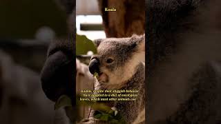 Unlocking Koala's Leaf Secret: Amazing Adaptation 🐨🌿