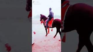 horse ridding