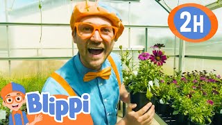 Blippi Learns Colorful Plants and Flowers 💐 | Blippi's Colorful Fun! | Blippi Adventures