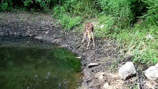 🦊LITTLE DEER NEAR THE POND #trailcam #backyard #habitat