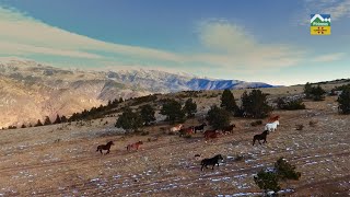 ELS PIRINEUS A FOC LENT