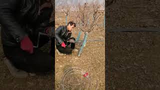 A craftsman uses tools to straighten a crooked fruit tree