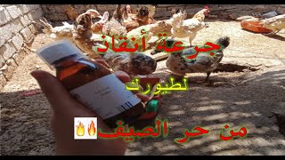 طريقة وقايه الطيور من موجات الحر 🔥🔥 لتجنب موت الطيور من الحر🌞🌞